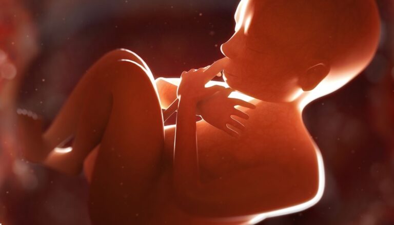 Bebeğin Kalp Atışları Ne Zaman Duyulur?