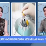 Yumurta Dondurma